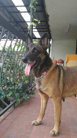 Freya Tumbleweed - Belgian Shepherd Malinois Dog