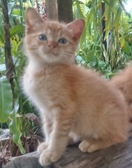 Buttercup - Domestic Medium Hair Cat