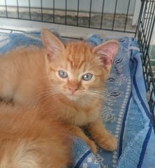 Buttercup - Domestic Medium Hair Cat