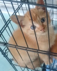 Buttercup - Domestic Medium Hair Cat