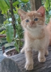 Buttercup - Domestic Medium Hair Cat