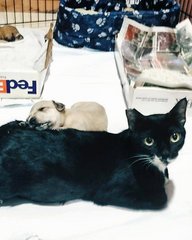 my mummy is full time mummy part time pillow