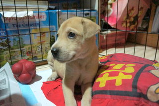 Maple - Mixed Breed Dog