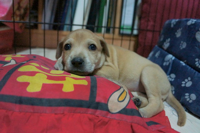 Maple - Mixed Breed Dog