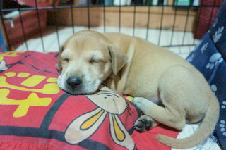 Maple - Mixed Breed Dog