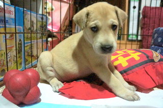 Maple - Mixed Breed Dog