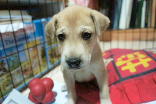 Maple - Mixed Breed Dog