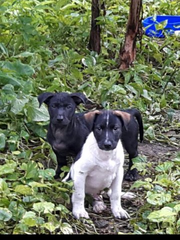 Puppies - Mixed Breed Dog