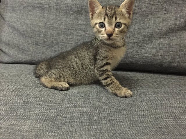 Jimmy Big Paw - Domestic Short Hair Cat