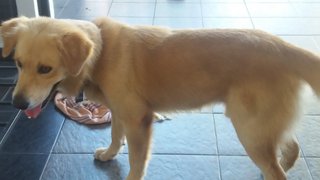 Boy - Golden Retriever Dog