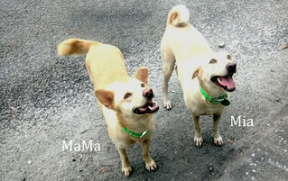 Sisters Mama Mia - Mixed Breed Dog