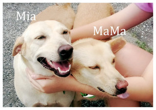 Sisters Mama Mia - Mixed Breed Dog