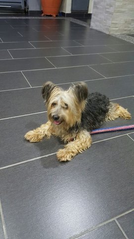 PF73720 - Silky Terrier Dog