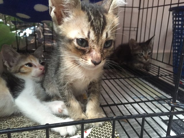 Little Kitten Siblings - Tabby Cat