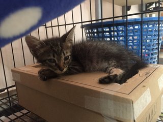 Little Kitten Siblings - Tabby Cat