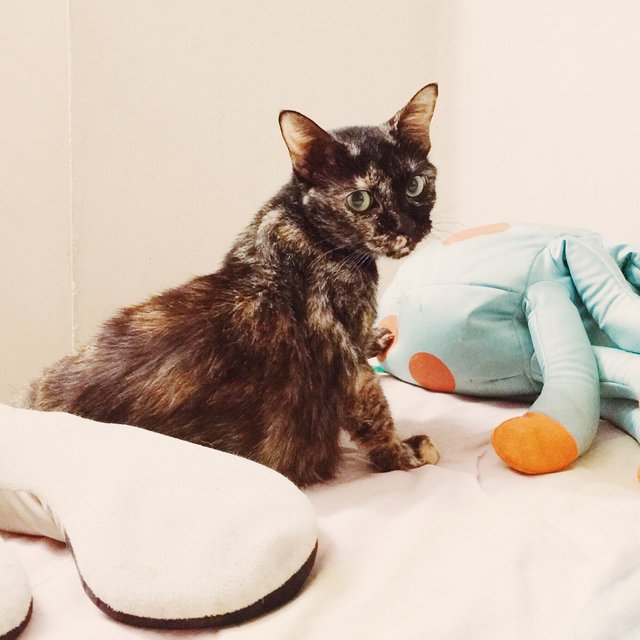 Kumina - Domestic Short Hair + Tortoiseshell Cat