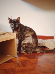 Kumina - Domestic Short Hair + Tortoiseshell Cat