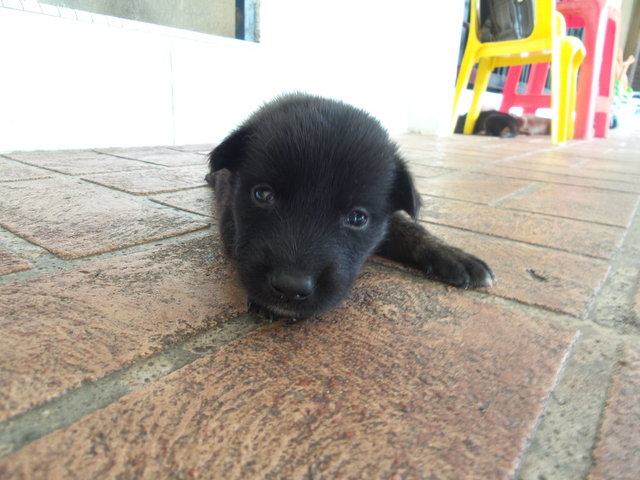 Charlie - Mixed Breed Dog