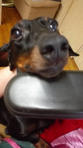 Bobby - Dachshund Dog