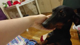 Bobby - Dachshund Dog