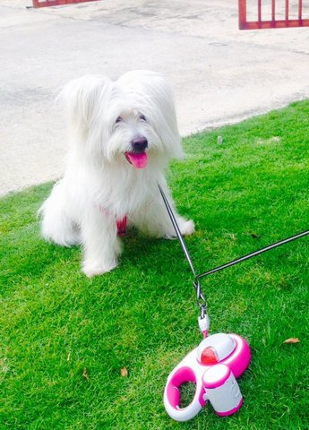 Beverly - Maltese Mix Dog