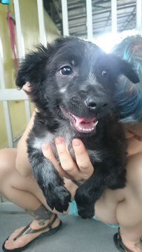 Whoopi - Border Collie Mix Dog