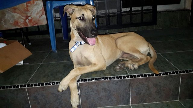 Urgent:handsome Dog Needs A Home - Mixed Breed Dog