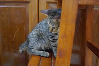 Kenji ( Short Tail ) - Tabby Cat