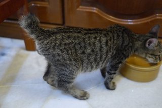 Kenji ( Short Tail ) - Tabby Cat