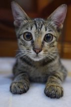 Kenji ( Short Tail ) - Tabby Cat