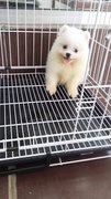 Snowwhite Male Pomeranian Puppy P38 - Pomeranian Dog