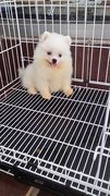 Snowwhite Male Pomeranian Puppy P38 - Pomeranian Dog