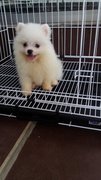 Snowwhite Male Pomeranian Puppy P38 - Pomeranian Dog