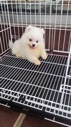 Snowwhite Male Pomeranian Puppy P38 - Pomeranian Dog