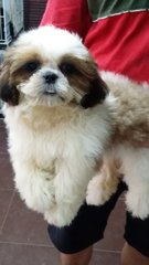 Shih Tzu Female Puppy S13 - Shih Tzu Dog