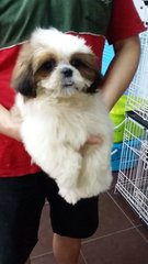 Shih Tzu Female Puppy S13 - Shih Tzu Dog