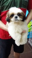 Shih Tzu Female Puppy S13 - Shih Tzu Dog