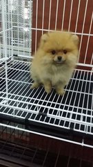 Teacup Female Pomeranian Puppy P39 - Pomeranian Dog