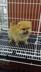 Teacup Female Pomeranian Puppy P39 - Pomeranian Dog