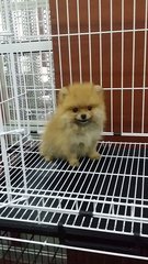 Teacup Female Pomeranian Puppy P39 - Pomeranian Dog