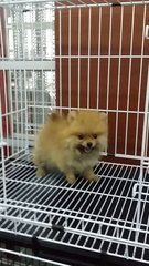 Teacup Female Pomeranian Puppy P39 - Pomeranian Dog