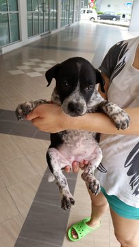 2 Female Puppies - Mixed Breed Dog