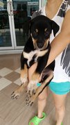 2 Female Puppies - Mixed Breed Dog