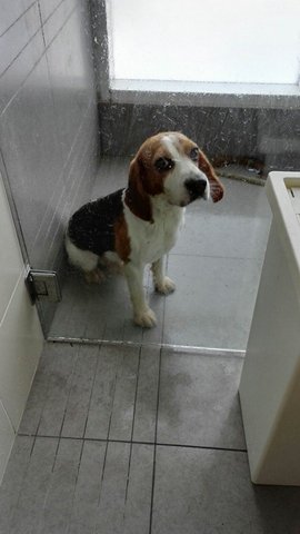 [Already Adopted!] Beagle - Beagle Dog