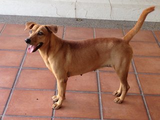 Jojo - Mixed Breed Dog