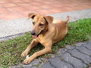 Jojo - Mixed Breed Dog