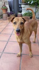 Jojo - Mixed Breed Dog