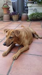 Jojo - Mixed Breed Dog