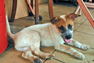 Winston - Mixed Breed Dog