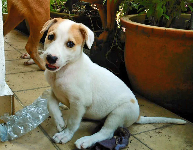 Sophie - Mixed Breed Dog